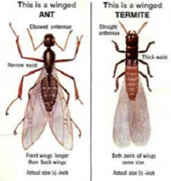 Control Termites | Camp Hill, PA